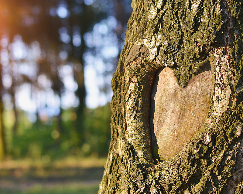 Heart carved in a tree for Heart-Centered Hypnotherapy